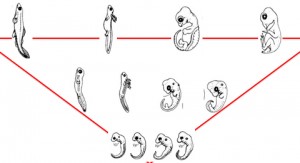 Três momentos da ontogenia de diferentes vertebrados (esq. para dir.: peixe, anfíbio, tartaruga e ave).