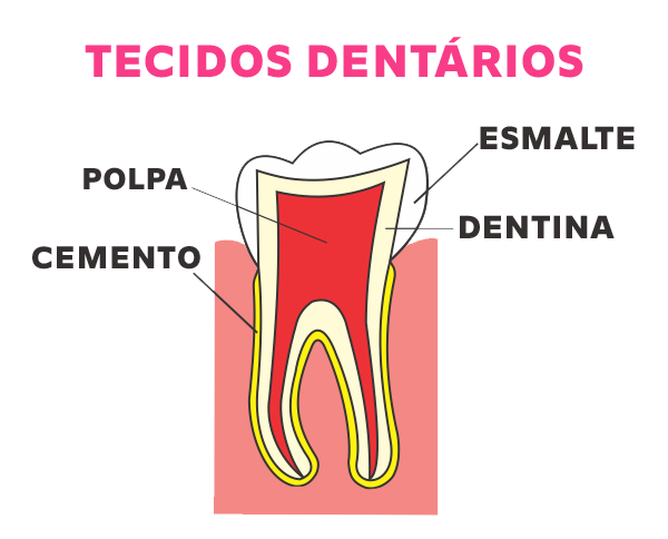 Tecidos Dentários